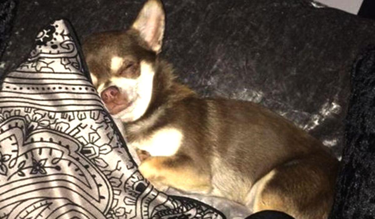 Gizmo, un chihuahua de patru ani, a fost răpit de un pescăruş