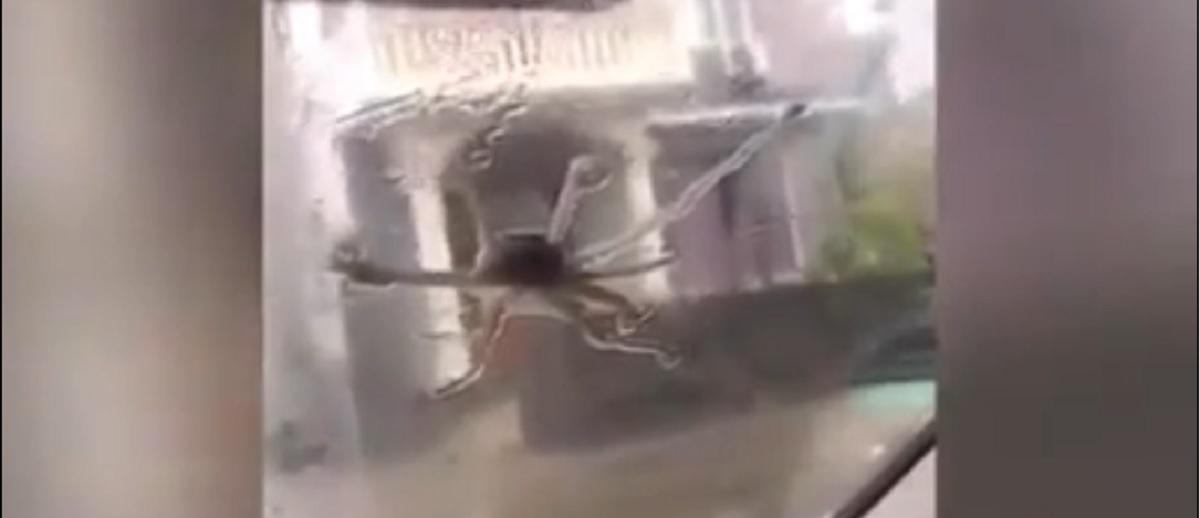 Fenomen rar întâlnit în China. A început să plouă cu pui de caracatiţă Taifunul Lekima a produs victime şi pagube uriaşe în China