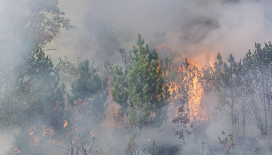 Incendiu de vegetație Avertizare MAE. Risc de incendii în Grecia