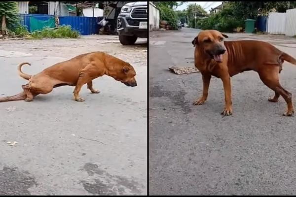 Un cățel se preface că are un picior rupt, pentru a primi mâncare