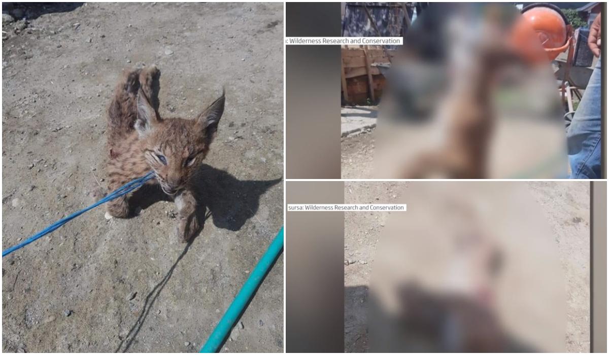 Pui de râs ucis la Braşov