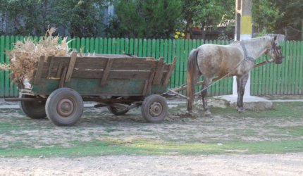 Copiii abuzaţi la Vişeu de Sus erau înhămaţi la căruţe şi ţinuţi în ger şi ploaie