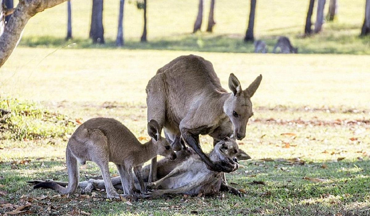Cangur mort în Australia