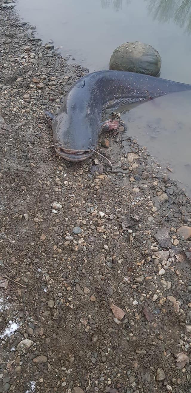 Somn de peste 1,2 metri prins în râul Mureş, în Aiud