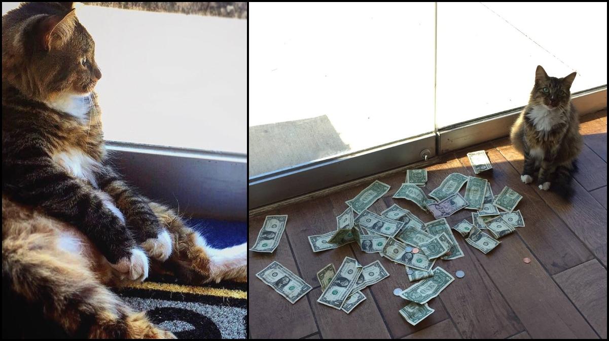 O pisică adusă într-un birou pentru a vâna șoareci a început să aducă bani
