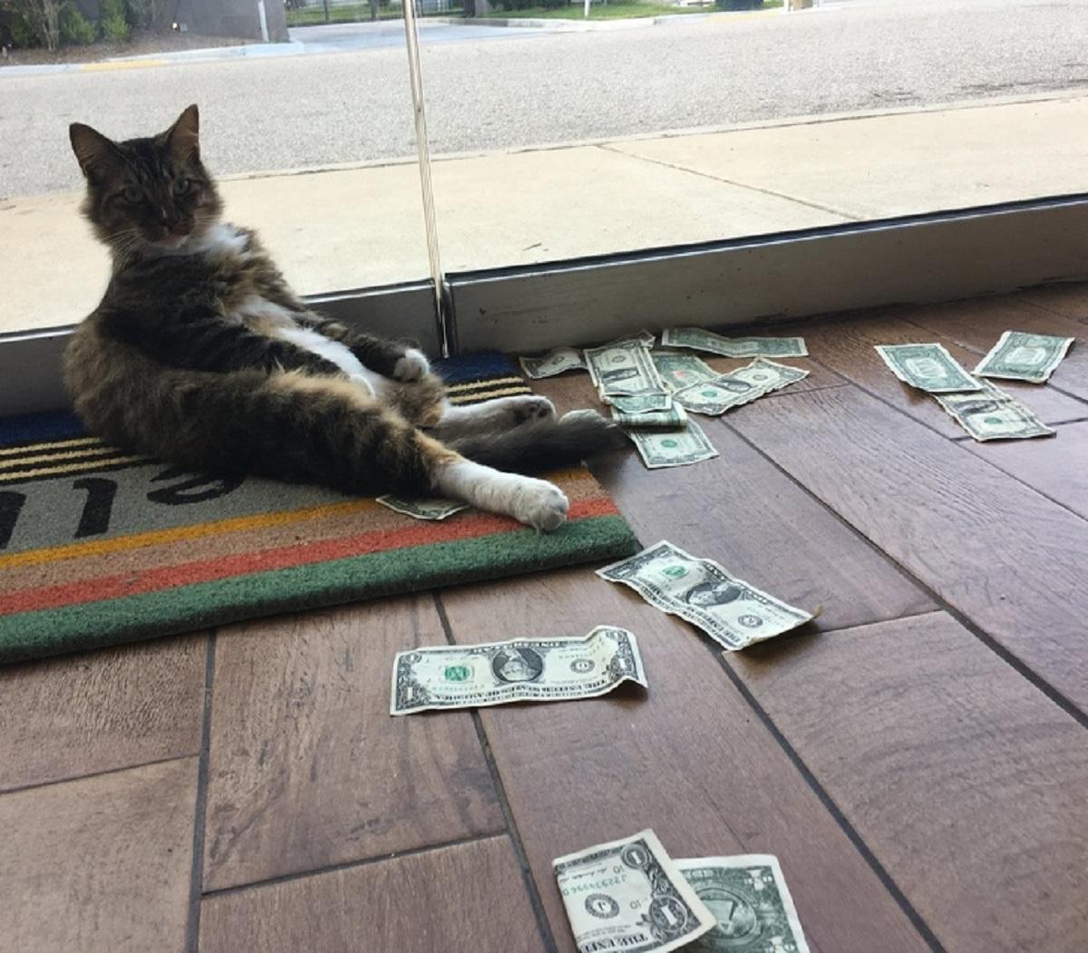 O pisică adusă într-un birou pentru a vâna șoareci a început să aducă bani