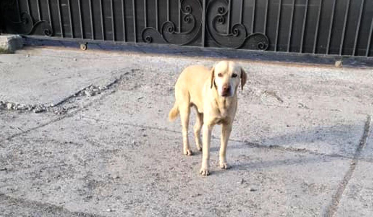 Labrador abandonat pe o stradă din Bacău