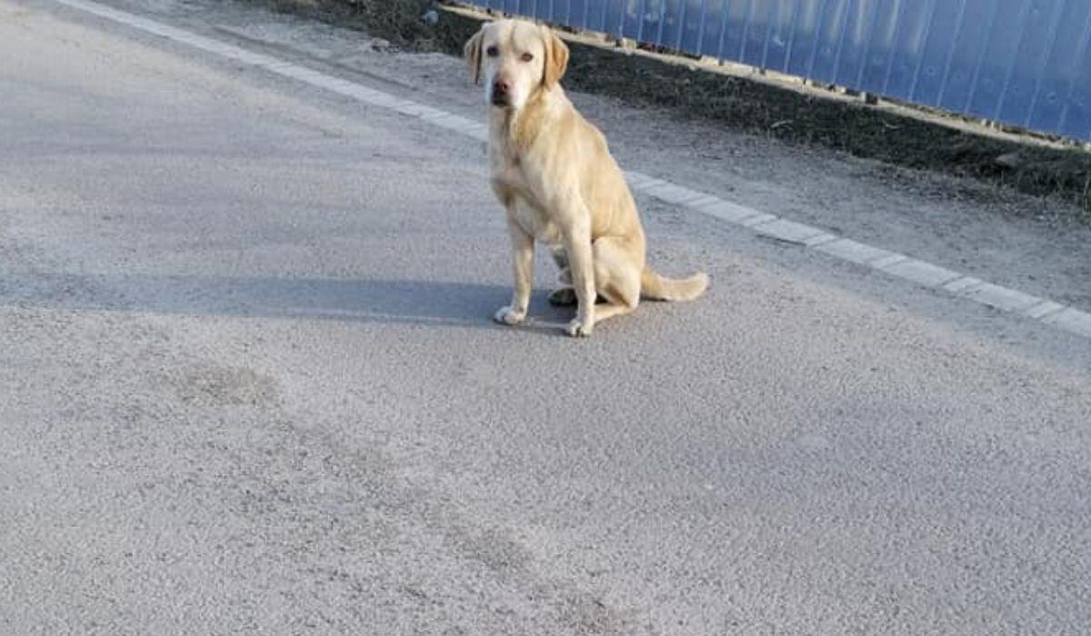 Câinele labrador a fost aruncat pe o stradă din Bacău