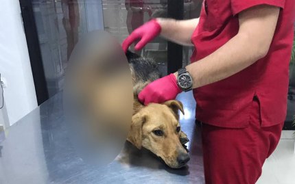 Căţeluşa schingiuită a primit îngrijiri, iar medicul veterinar i-a salvat viaţa