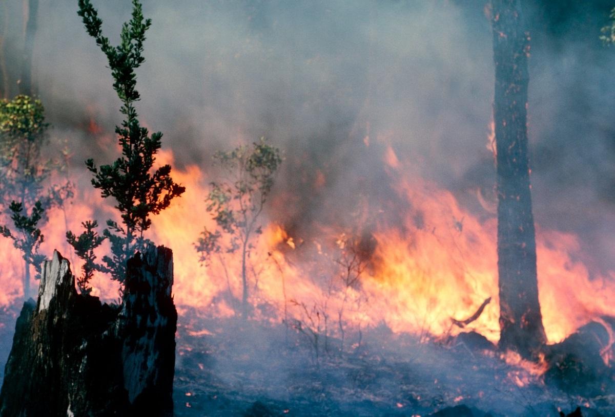 Incendii de vegetaţie în Australia