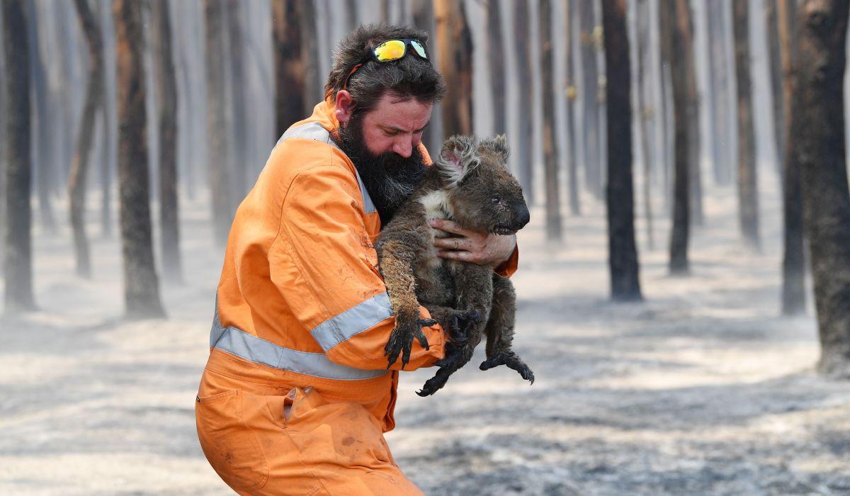Koala salvat de un pompier în incendiile din Australia