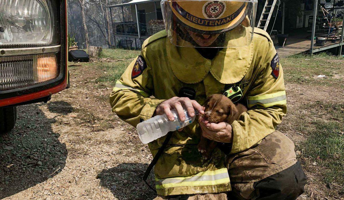 Câine salvat de un pompieri în incendiile din Australia