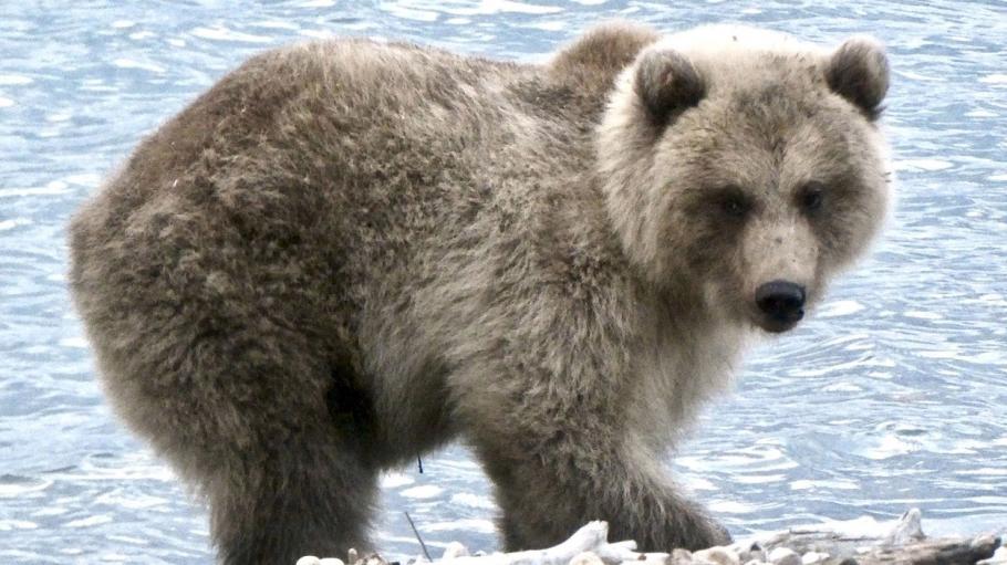 Urs, fotografiat în regiunea Kamchatka Urs, fotografiat în regiunea Kamchatka