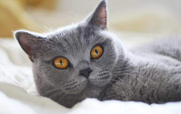 Pisică supraponderală din rasa British shorthair