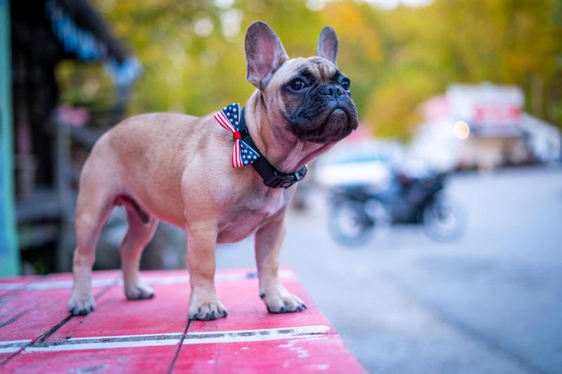 Wilbur