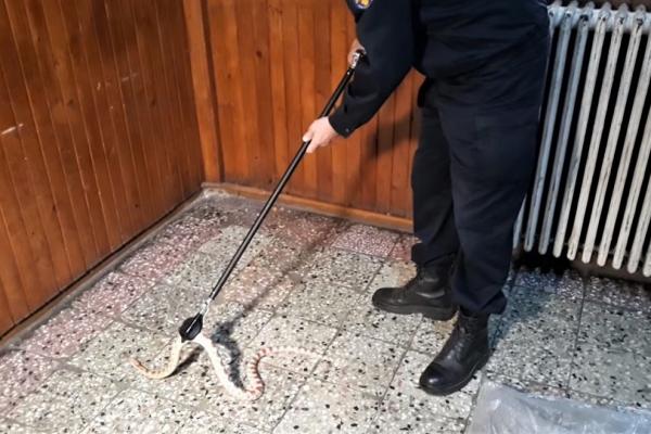 Un şarpe care a ieşit la vânătoare, în scara unui bloc din Timişoara, "reţinut" de jandarmi. Video