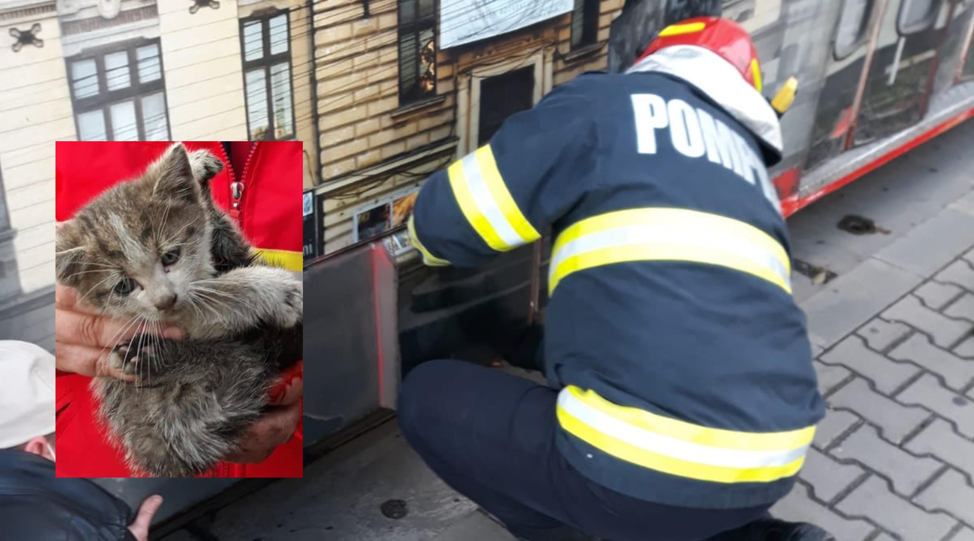 Pui de pisică, salvat de pompieri de sub un tramvai