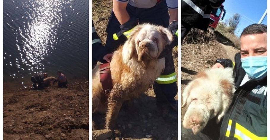 Câine nevăzător, salvat de pompierii din Giurgiu dintr-un lac de agrement Câinele a ajuns din nou la stăpânul său