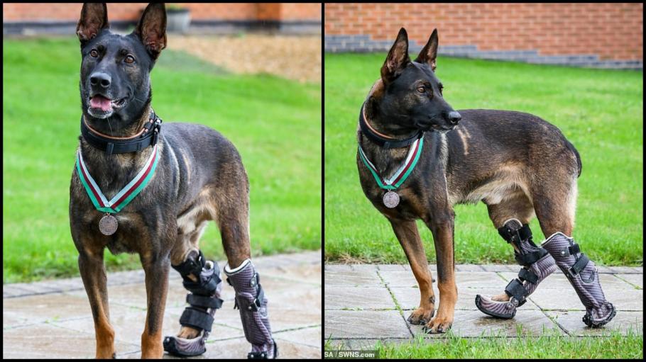 Kuno câine militar