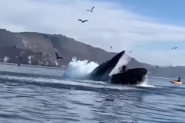 Două femei au fost la un pas de a fi înghițite de o balenă cu cocoașă, în largul Californiei
