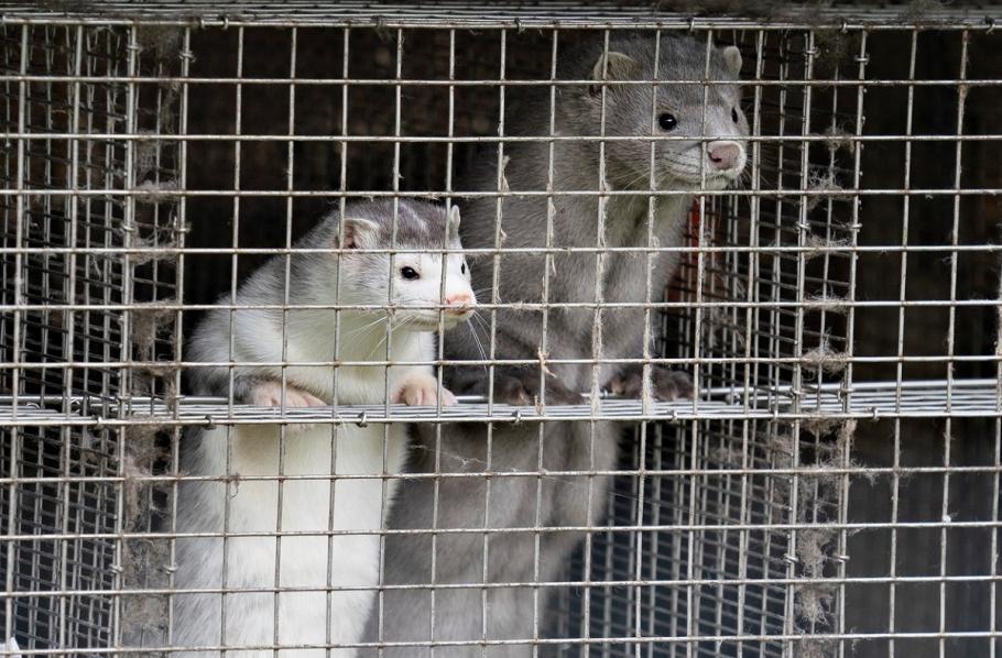 Aproximativ 17 milioane de nurci urmează să fie sacrificate în Danemarca Animalele s-au infectat cu o versiune mutantă de SARS-CoV-2, ce poate fi transmisă şi oamenilor