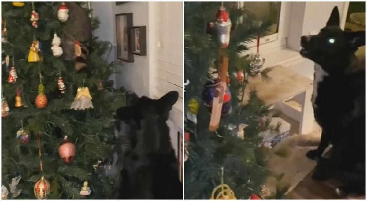 Femeia a găsit ratonul ascuns în bradul de Crăciun, după ce câinele ei o alertase că se întâmplă ceva în sufragerie Între raton şi câine a pornit o adevărată luptă
