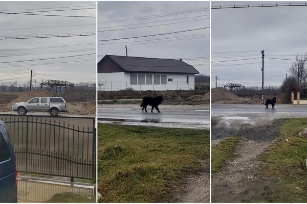 Căţel abandonat de stăpân în mijlocul străzii, chiar de Crăciun. Sărmanul animal a început să urle sfâşietor după omul său. Localnic "Off, cât suflet să ai"?