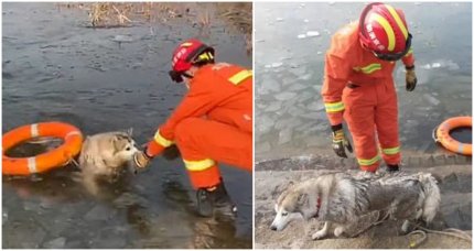 Animalul era la plimbare cu stăpâna sa