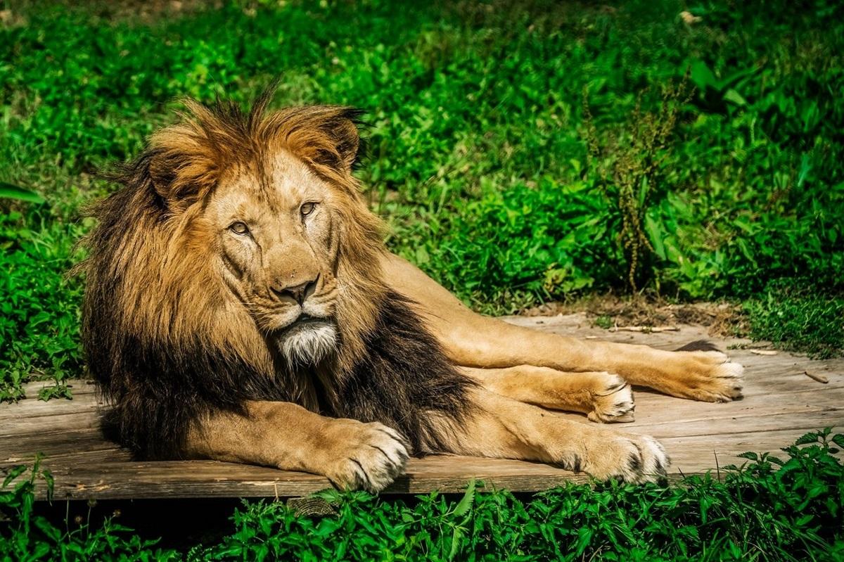 Patru lei de la o grădină zoologică au fost confirmaţi cu coronavirus, în Spania Animalele au avut simptome uşoare