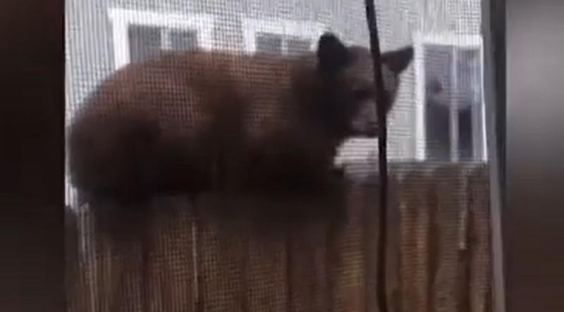 Cel mai probabil animalul se afla în căutarea unei surse de hrană