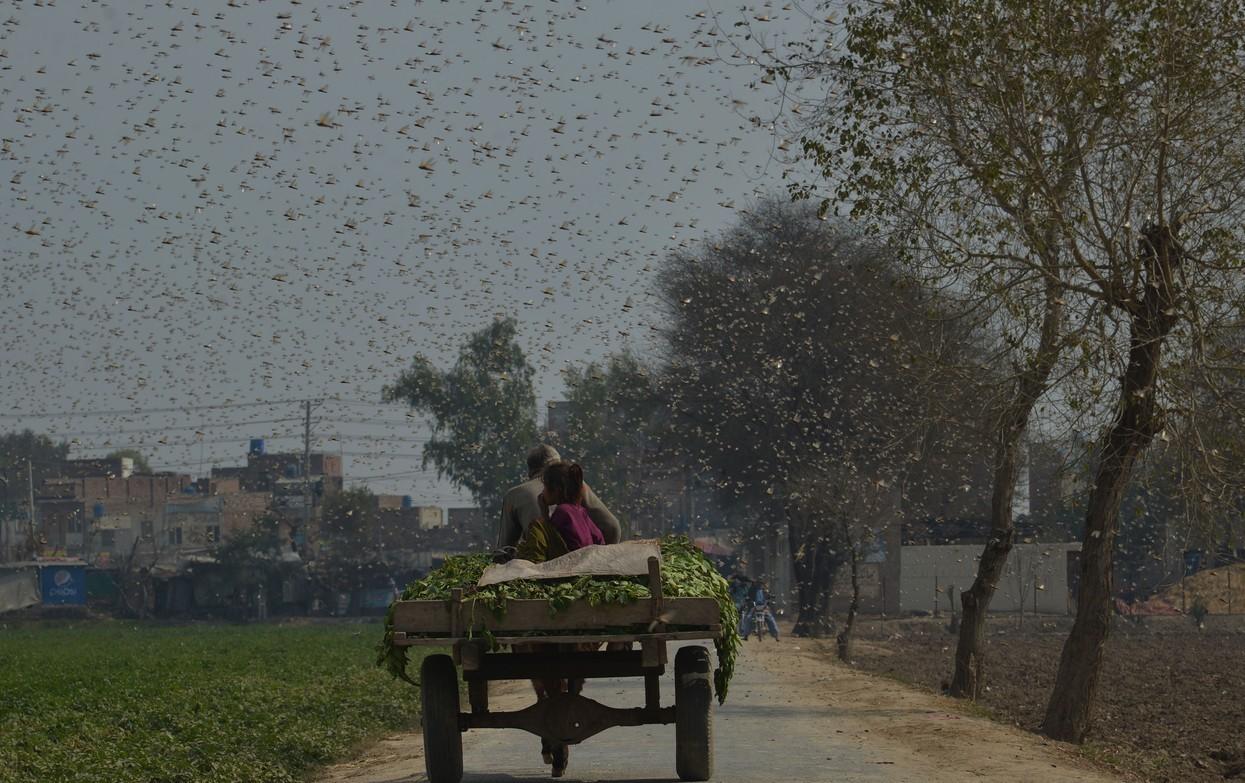 Căruță trece pe un câmp invadat de lăcuste în Pakistan