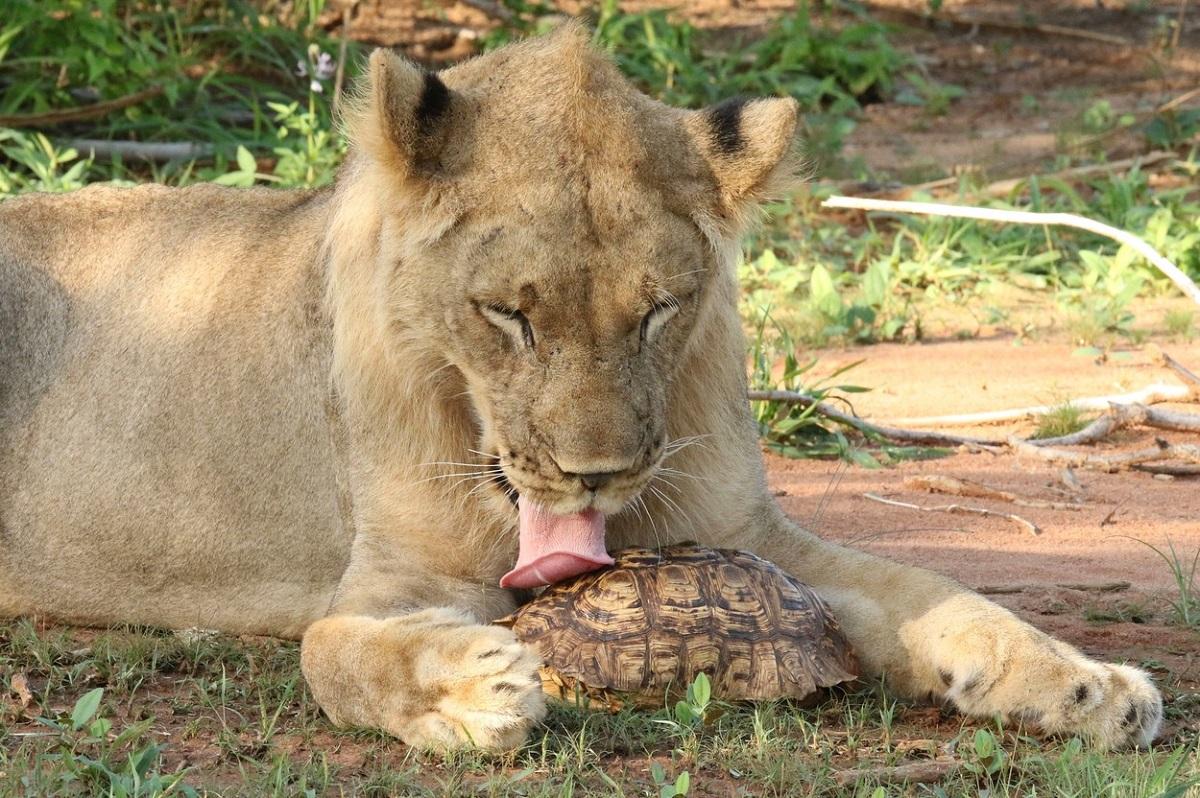Leul încearcă să mănânce ţestoasa