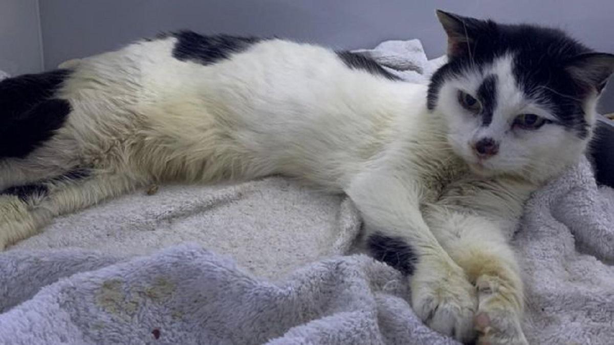Pisică reunită cu stăpâna ei, după 11 ani de la dispariție