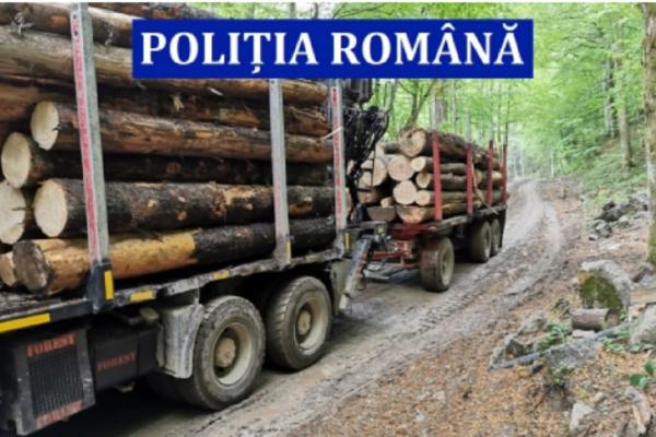 Au fost întocmite 102 dosare penale pentru infracțiuni silvice