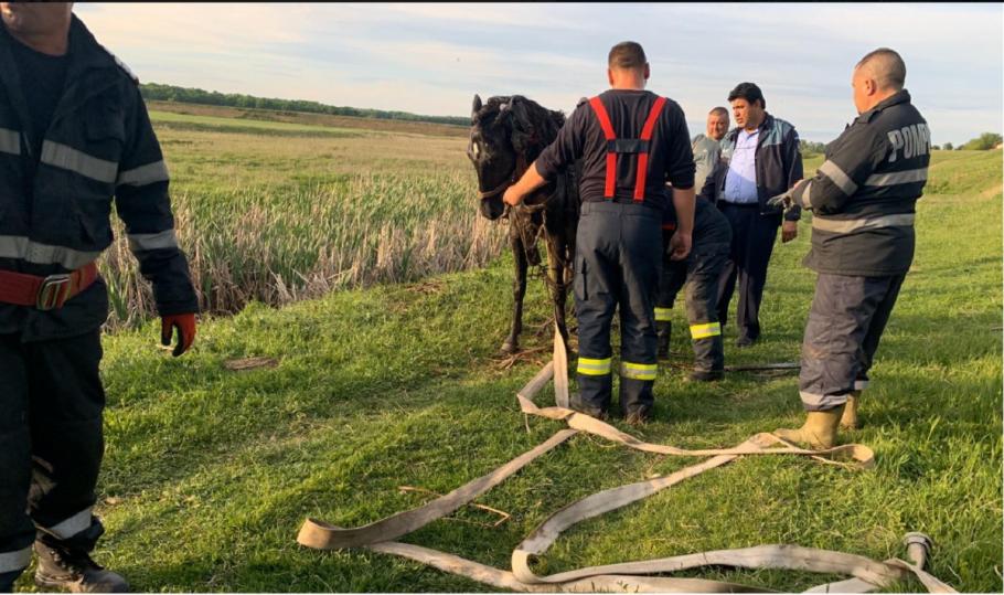Intervenție a pompierilor din Dolj pentru recuperarea unui cal dintr-o mlaștină Calul s-ar fi speriat și ar fi luat-o la fugă pe câmp până a ajuns în mlaștină