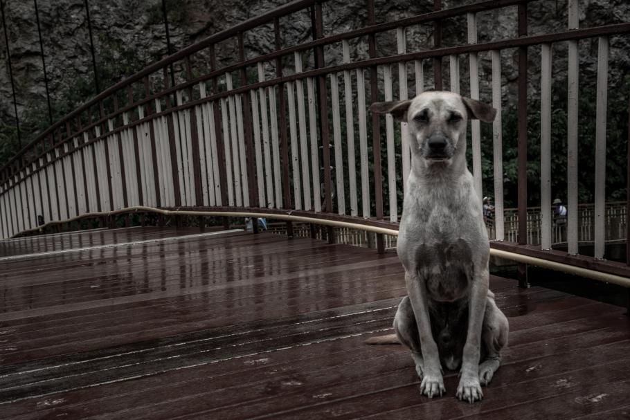 Un câine şi-a aşteptat stăpânul patru zile pe un pod, după ce l-a privit cum se sinucide Un câine şi-a aşteptat stăpânul patru zile pe un pod, după ce l-a privit cum se sinucide
