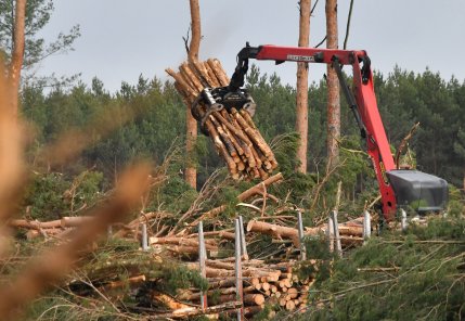 Pădurar din Motru, încătușat după ce a emis avize false ca apoi să vândă lemnul