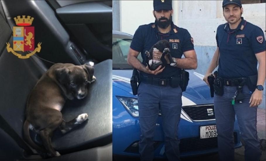 Un român care și-a bătut câinele a fost acuzat de abuz împotriva animalelor, în Italia Românul era în stare de ebrietate