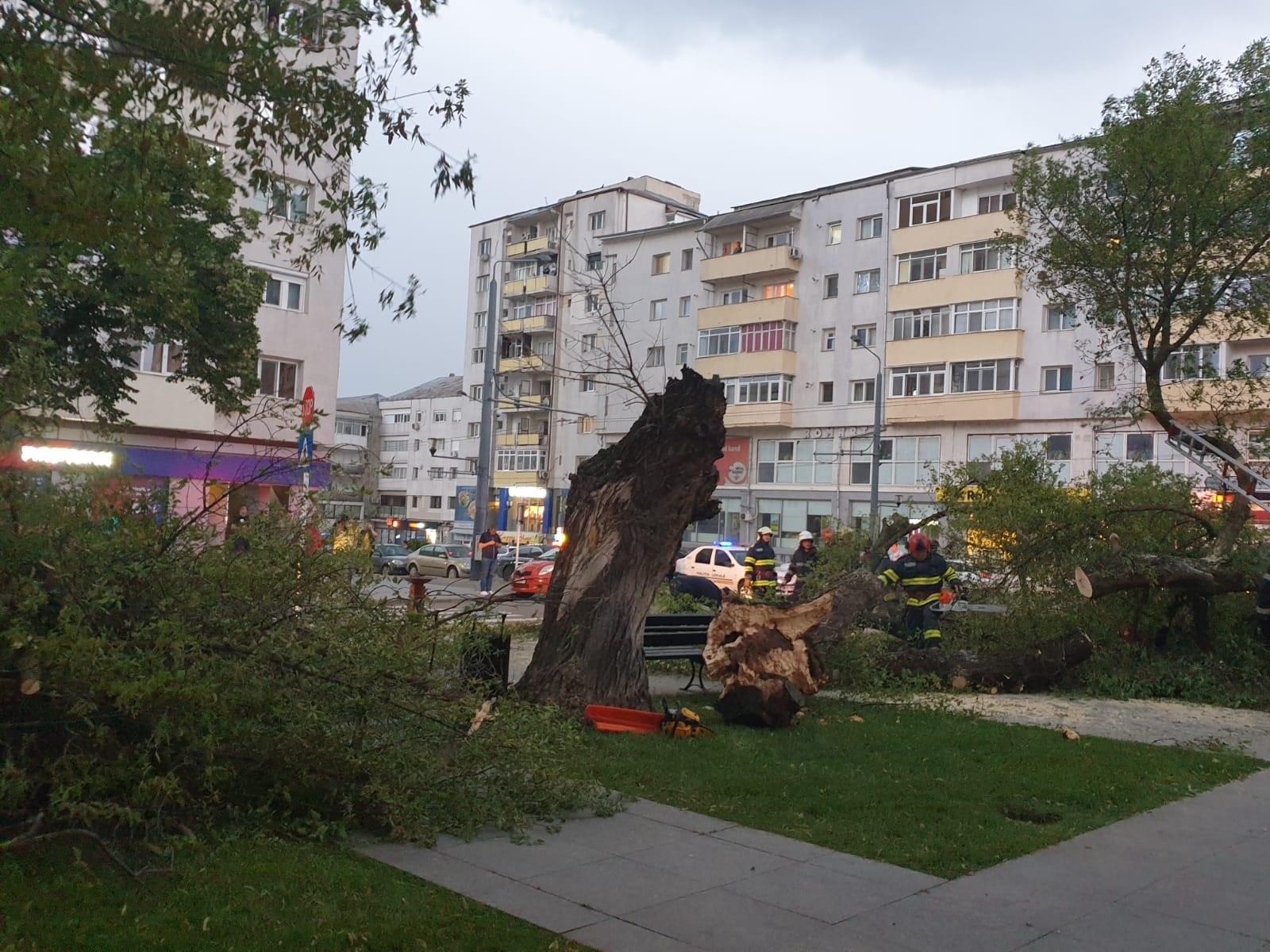 Copaci doborâți de furtună în Vaslui