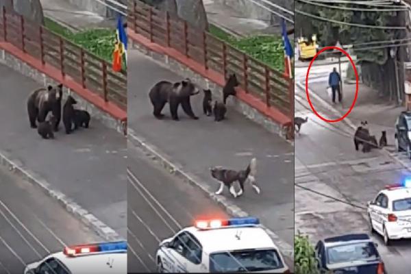 O ursoaică cu trei pui cauta mancare pe străzile din Buşteni