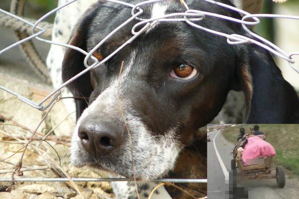 Câine rănit, legat cu un lanț de gât și târât de o căruță pe drum
