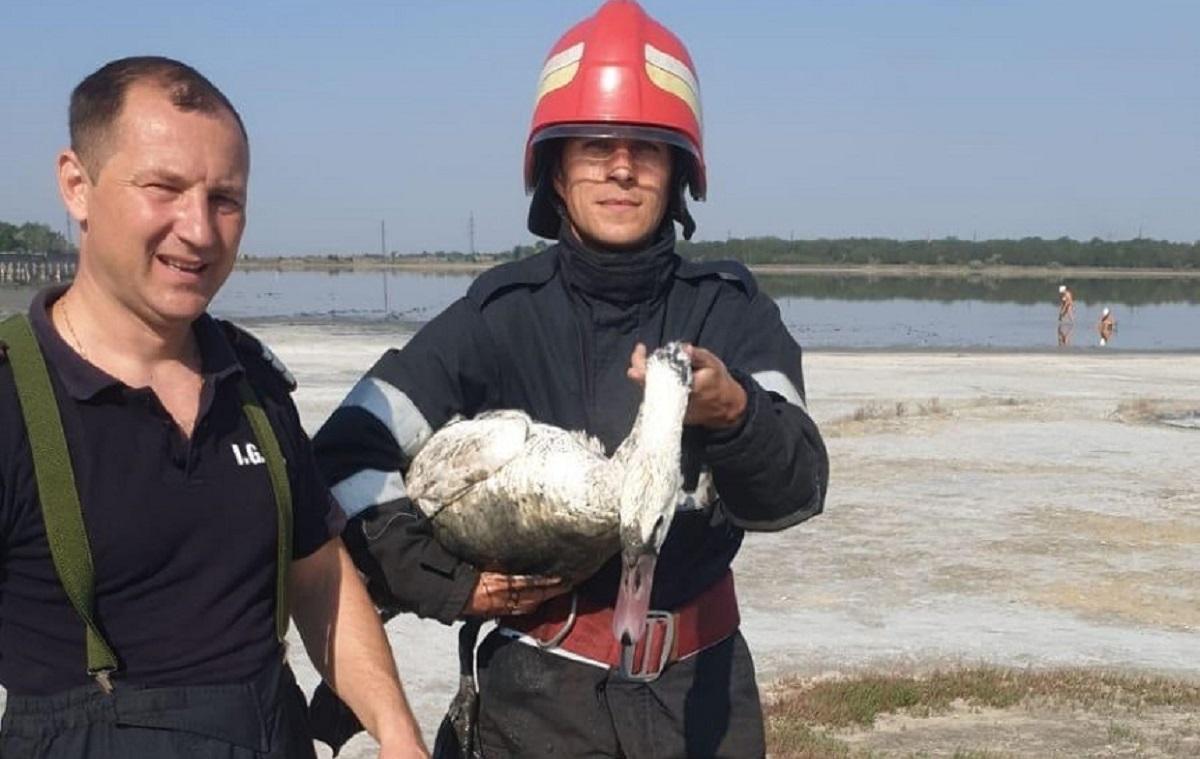Trei pompieri inimoși au salvat o lebădă împotmolită în nămol, în Lacul Sărat