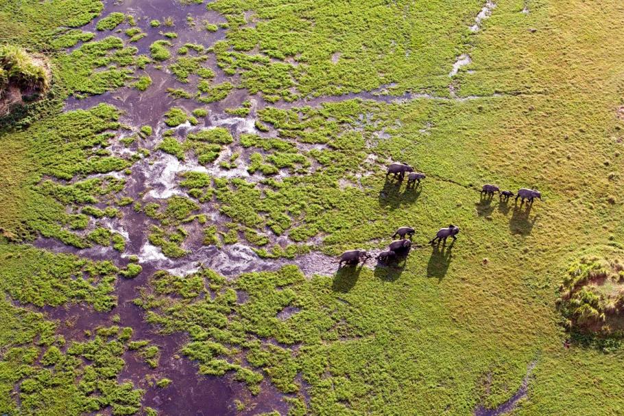 Peste 350 de elefanţi, găsiţi morţi în Botswana. Nimeni nu știe încă ce anume îi ucide Peste 350 de elefanţi, găsiţi morţi în Botswana. Nimeni nu știe încă ce anume îi ucide
