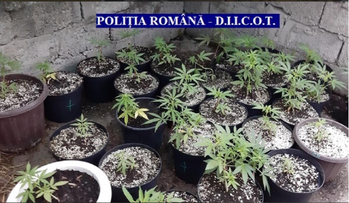 Traficanți de droguri din Arad, care își dezvoltaseră plantații acasă, reținuți pentru 24 de ore Anchetatorii vor arestarea preventivă a celor trei traficanți de droguri