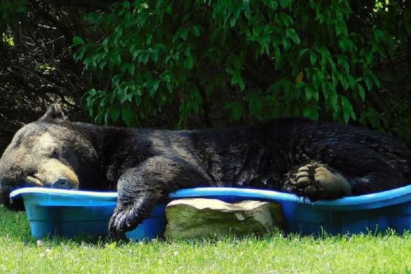 Se estimează că ursul are în jur de 270 de kilograme