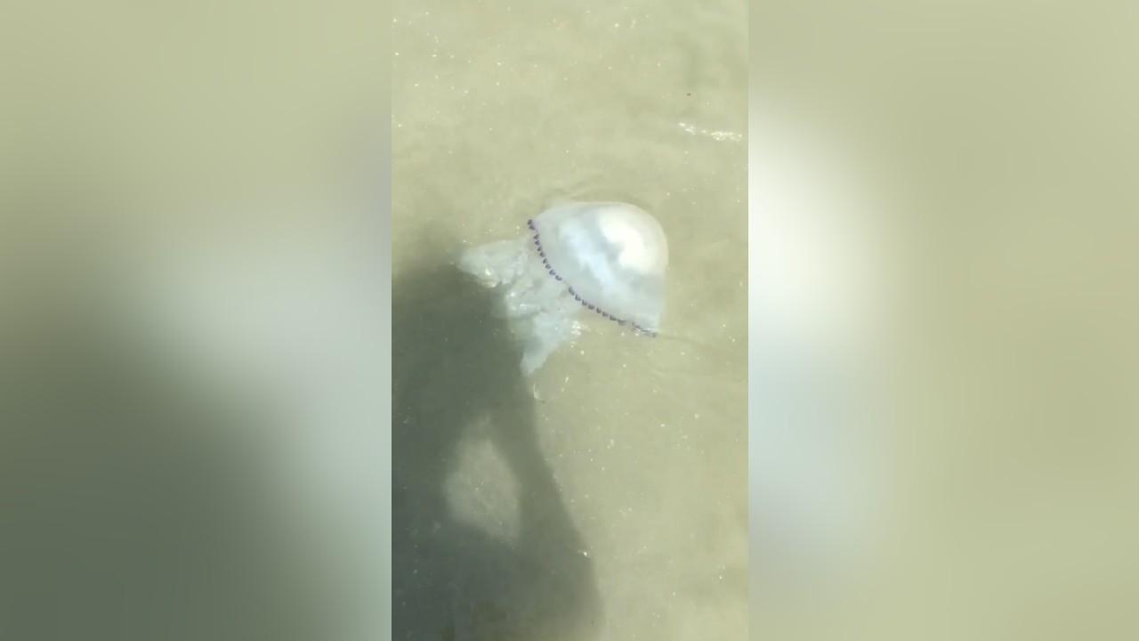 Meduză în Mamaia Meduză uriașă surprinsă în Mamaia, chiar lângă plajă