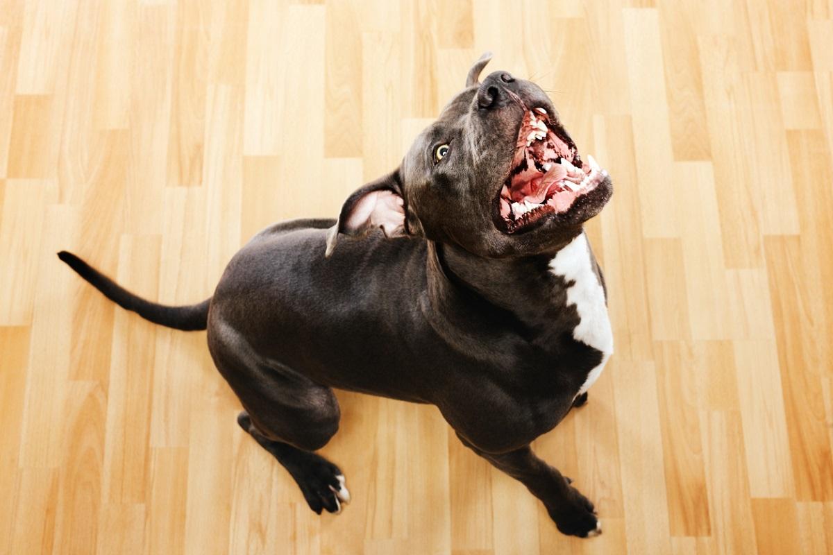 Pitbull Câine din rasa pitbull