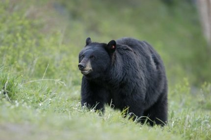 Baribal, ursul negru, în habitatul lui natural