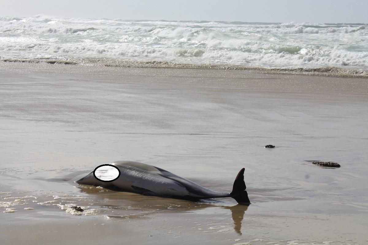 Delfin mort Delfin mort, eşuat pe plajă