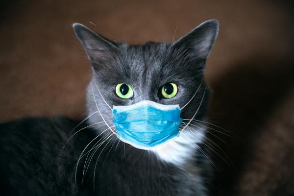 Oamenii de șiință fac apel la pacienții cu Covid-19 să se carantineze departe de animale